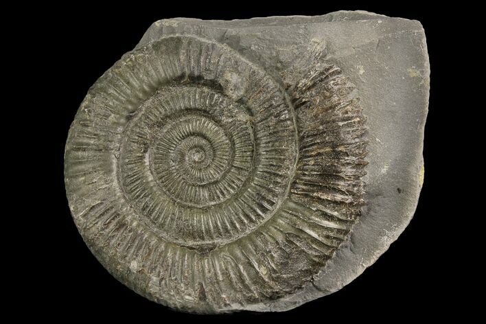 Ammonite (Dactylioceras) Fossil - England #174296